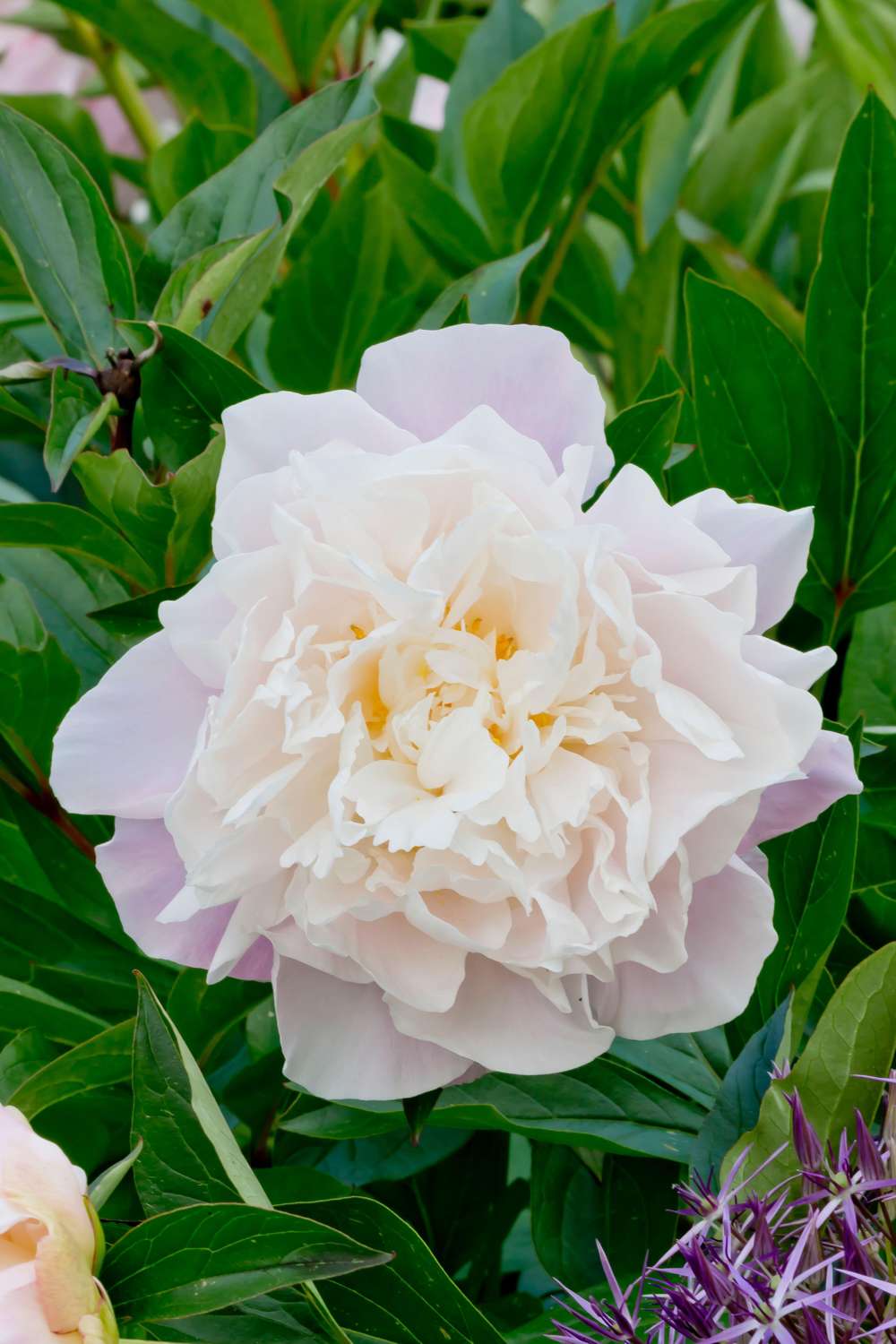 Pion 'Catharina Fontijn'
